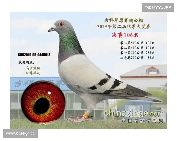 河北吉祥鸽舍的鸽子怎么样,河北吉祥俱乐部赛事直播今日激情开播全程在线